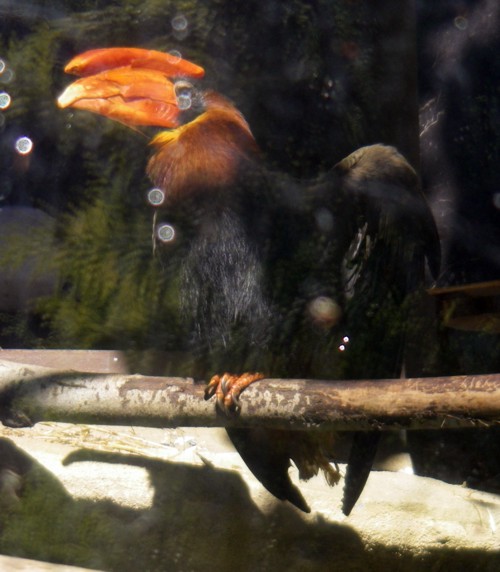 Rufous Hornbill (Buceros hydrocorax)