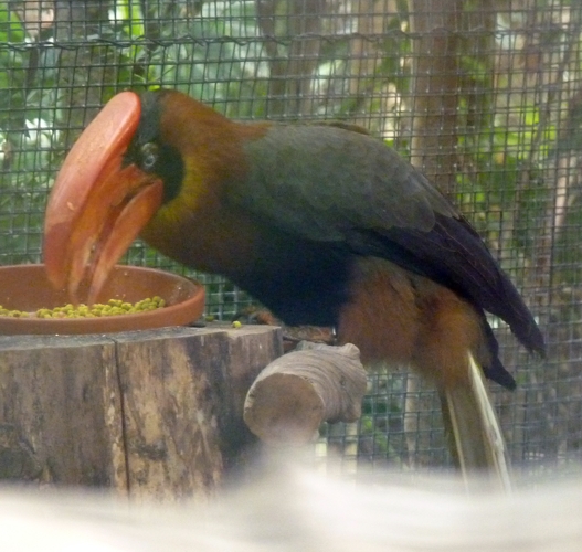 Rufous hornbill (Buceros hydrocorax)