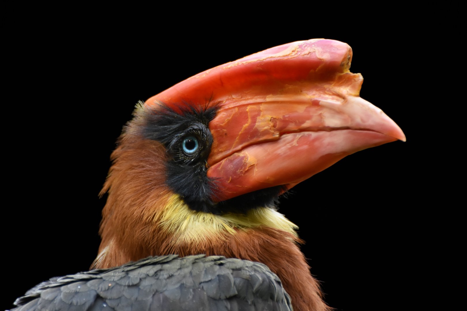 Rufous Hornbill Buceros hydrocorax