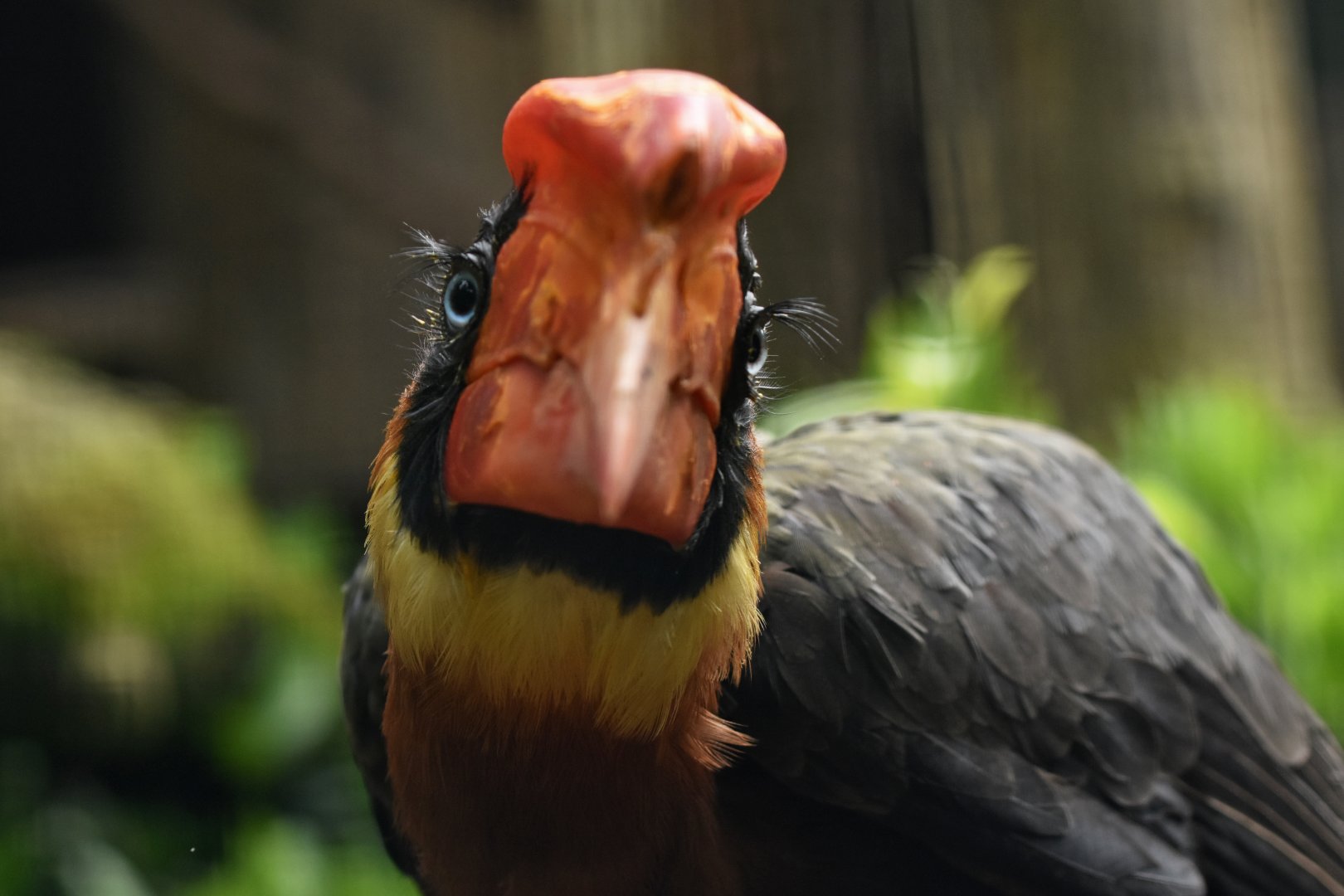 Rufous Hornbill Buceros hydrocorax