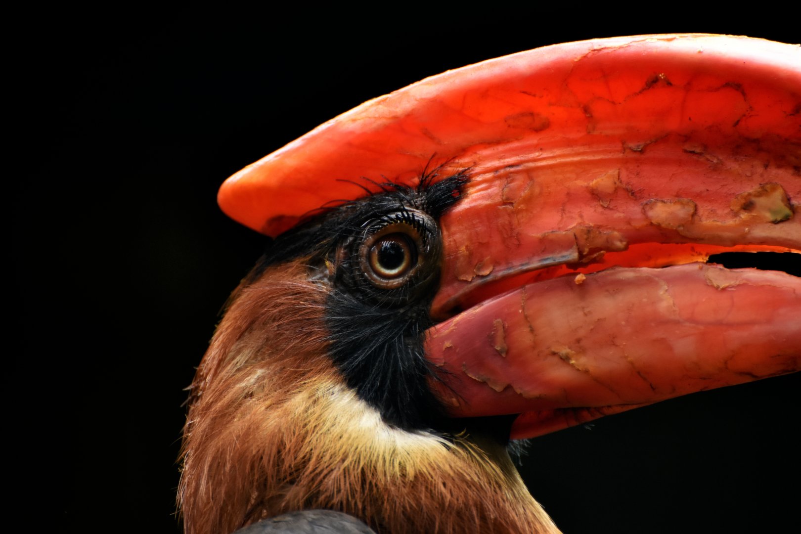 Rufous Hornbill Buceros hydrocorax