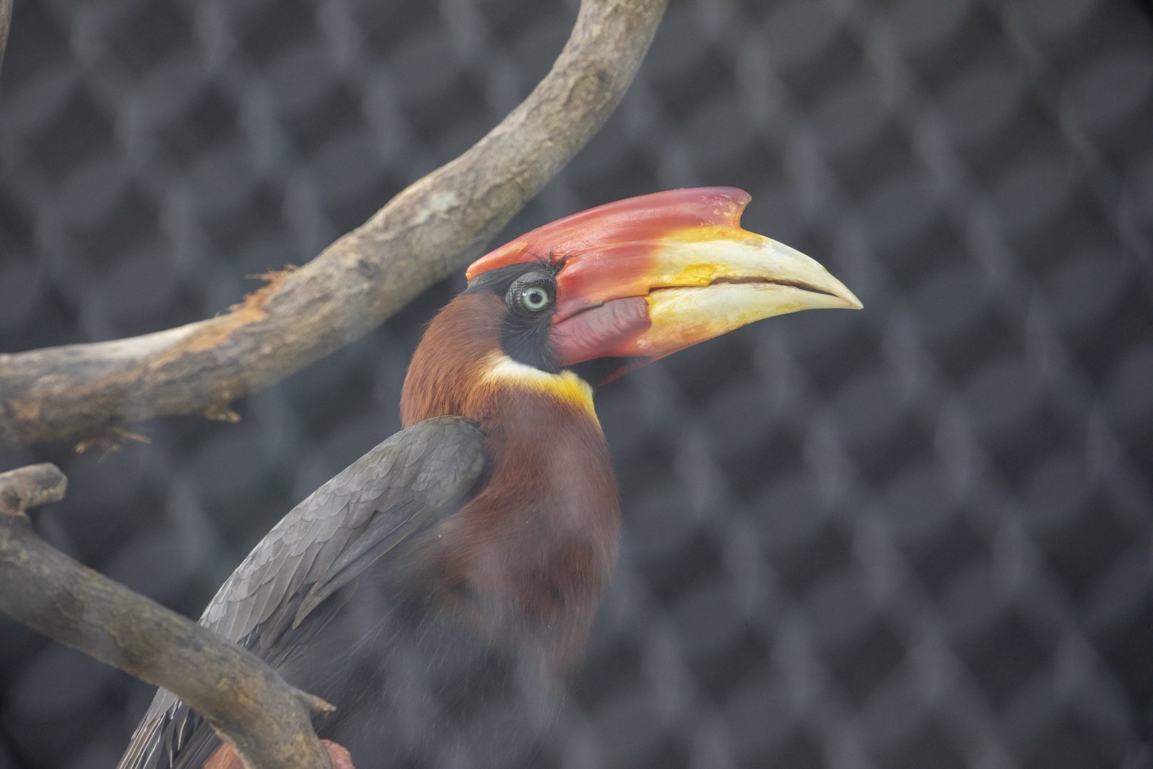 Rufous Hornbill (Buceros hydrocorax)