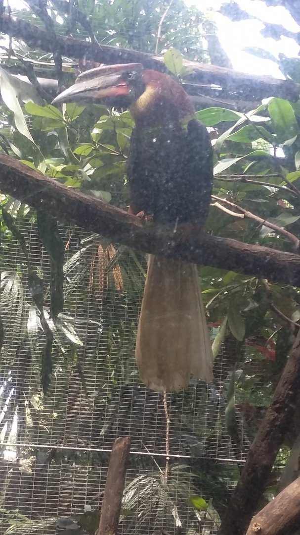 Rufous hornbill (Buceros hydrocorax)