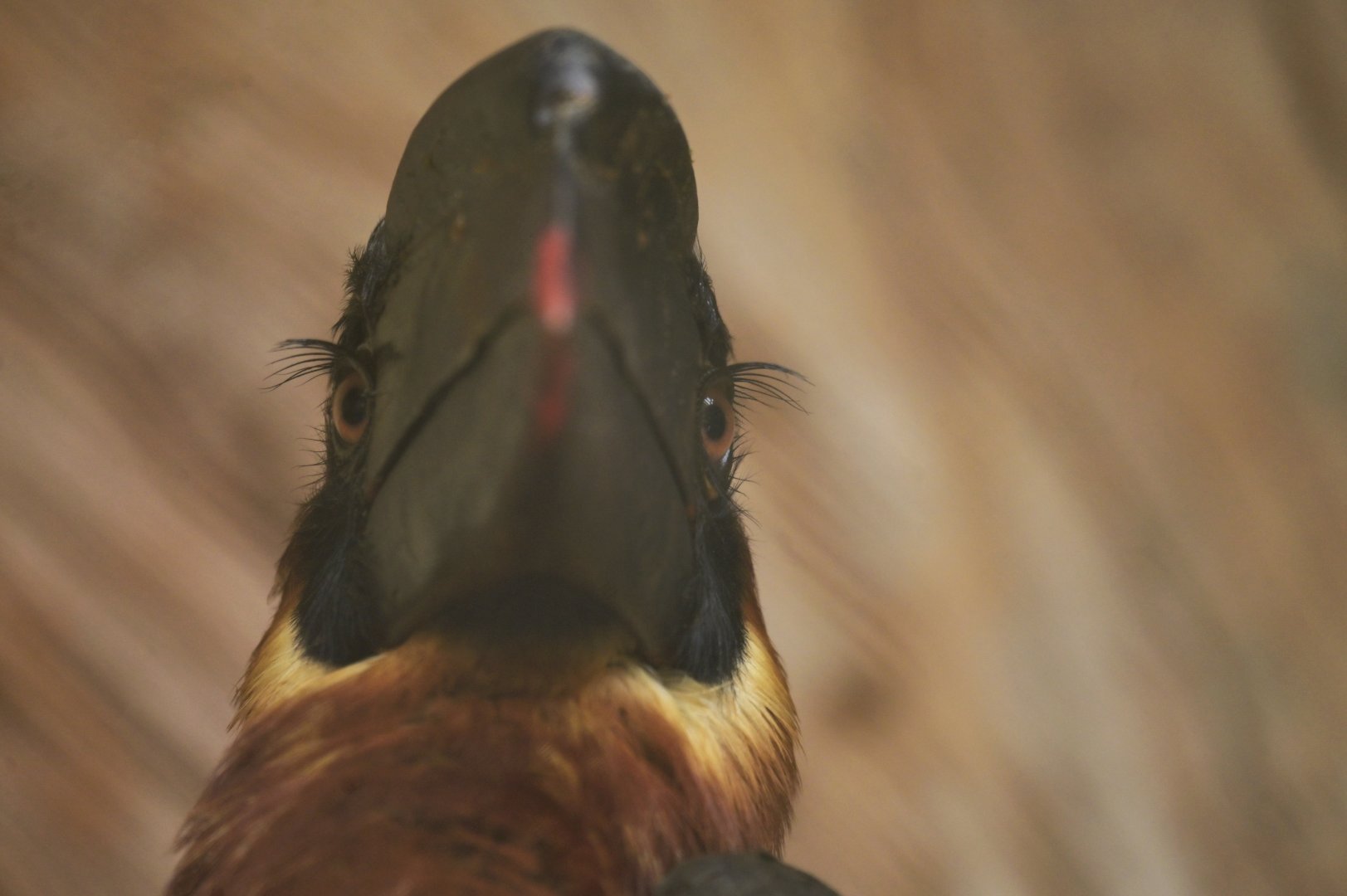 Rufous Hornbill Buceros hydrocorax