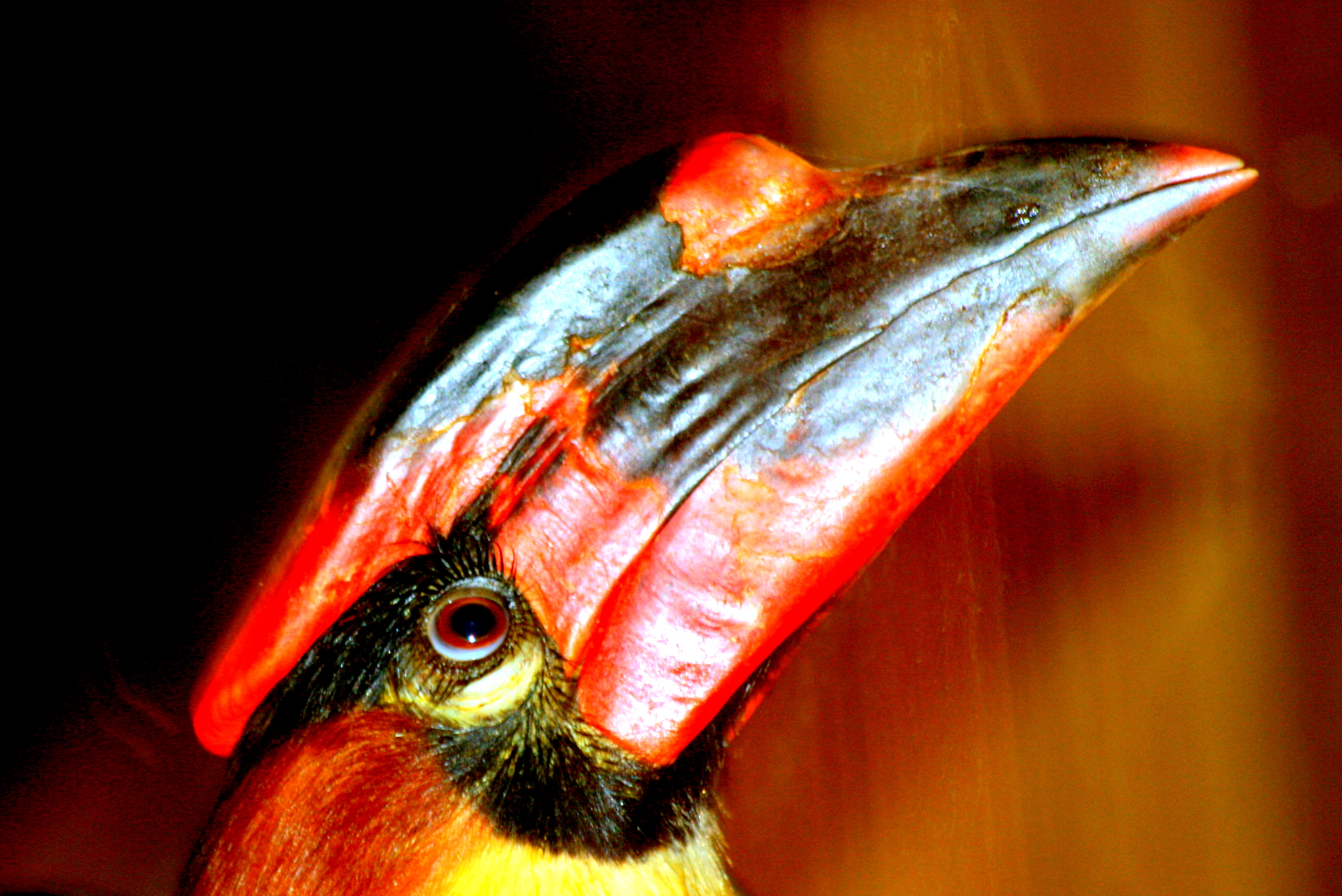 Rufous hornbill; Colchester; 15th July 2012