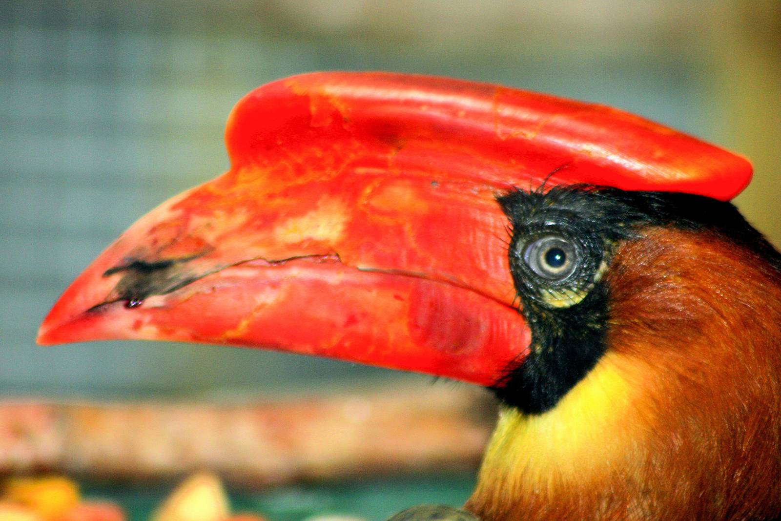 Rufous hornbill; Colchester; 28th June 2014