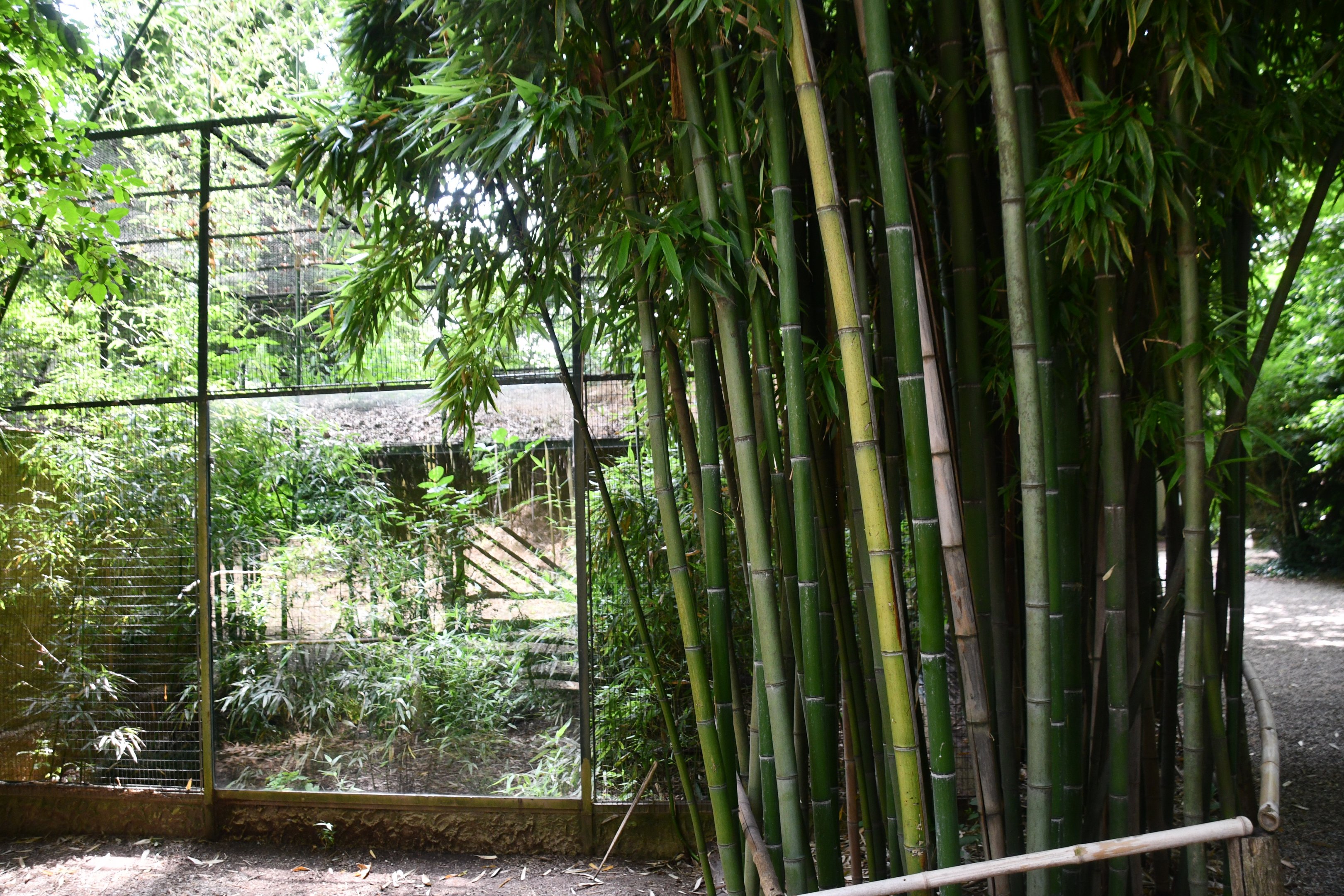 Rufous Hornbill exhibit