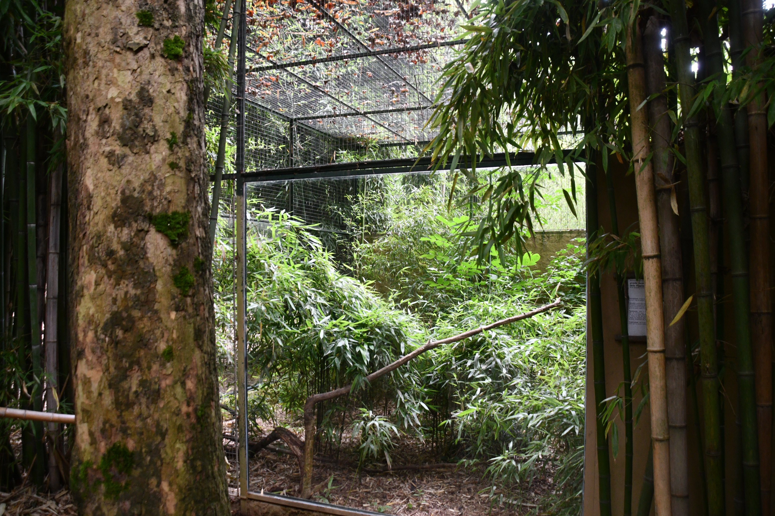 Rufous Hornbill exhibit