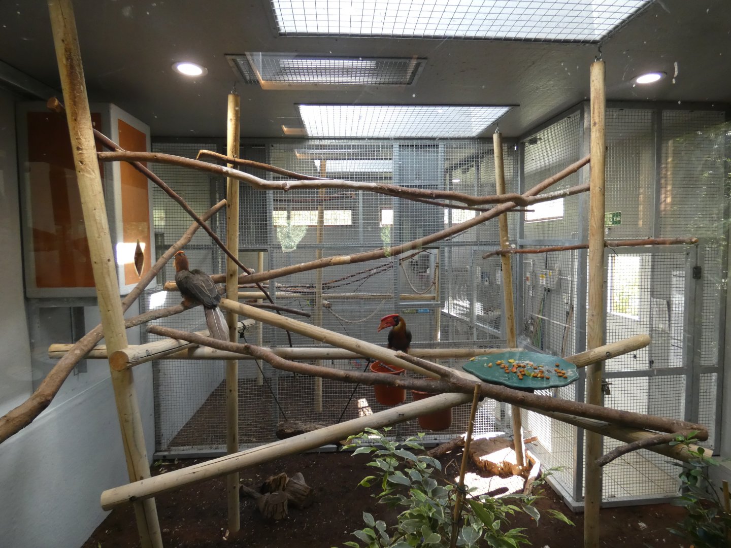 Rufous Hornbill indoors