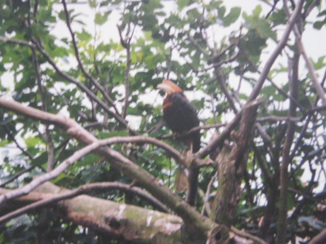 Rufous Hornbill June 1990 London Zoo.