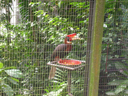 Rufous Hornbill, Jurong BirdPark