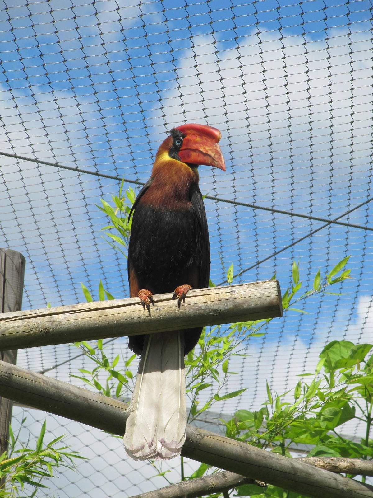 Rufous Hornbill on 06/08/2016