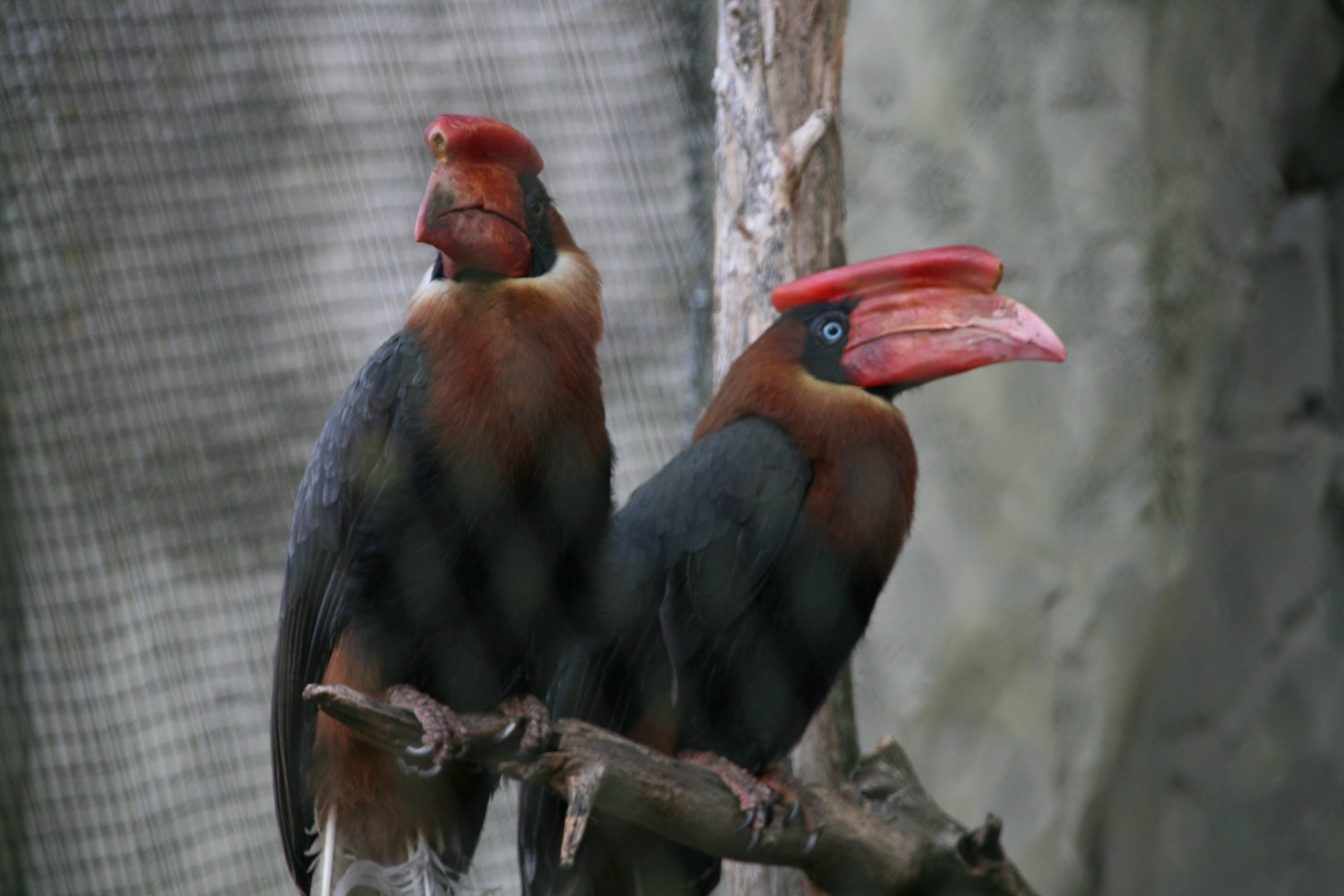 Rufous hornbill pair