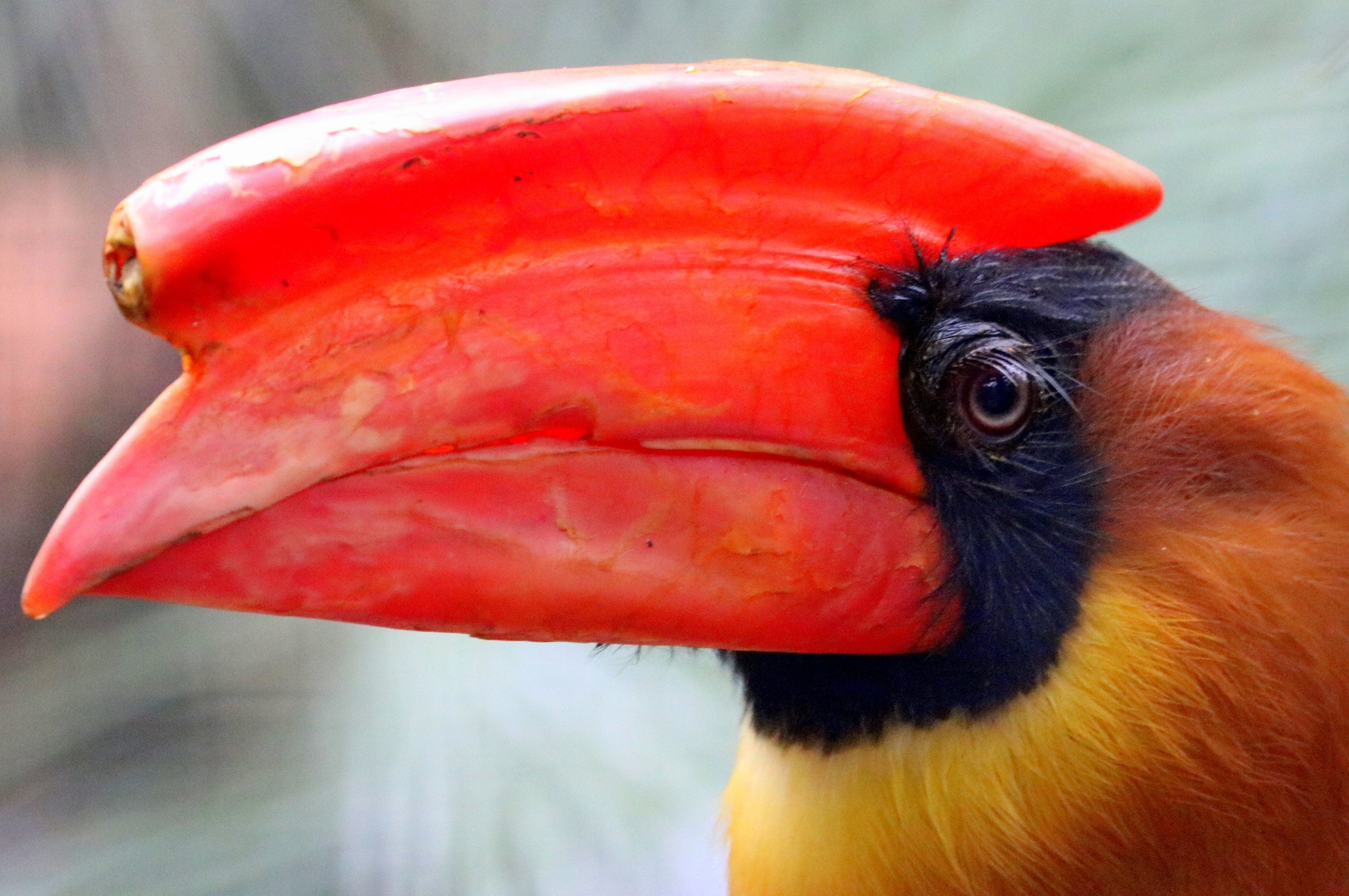 Rufous hornbill; Pairi Daiza; 12th September 2018