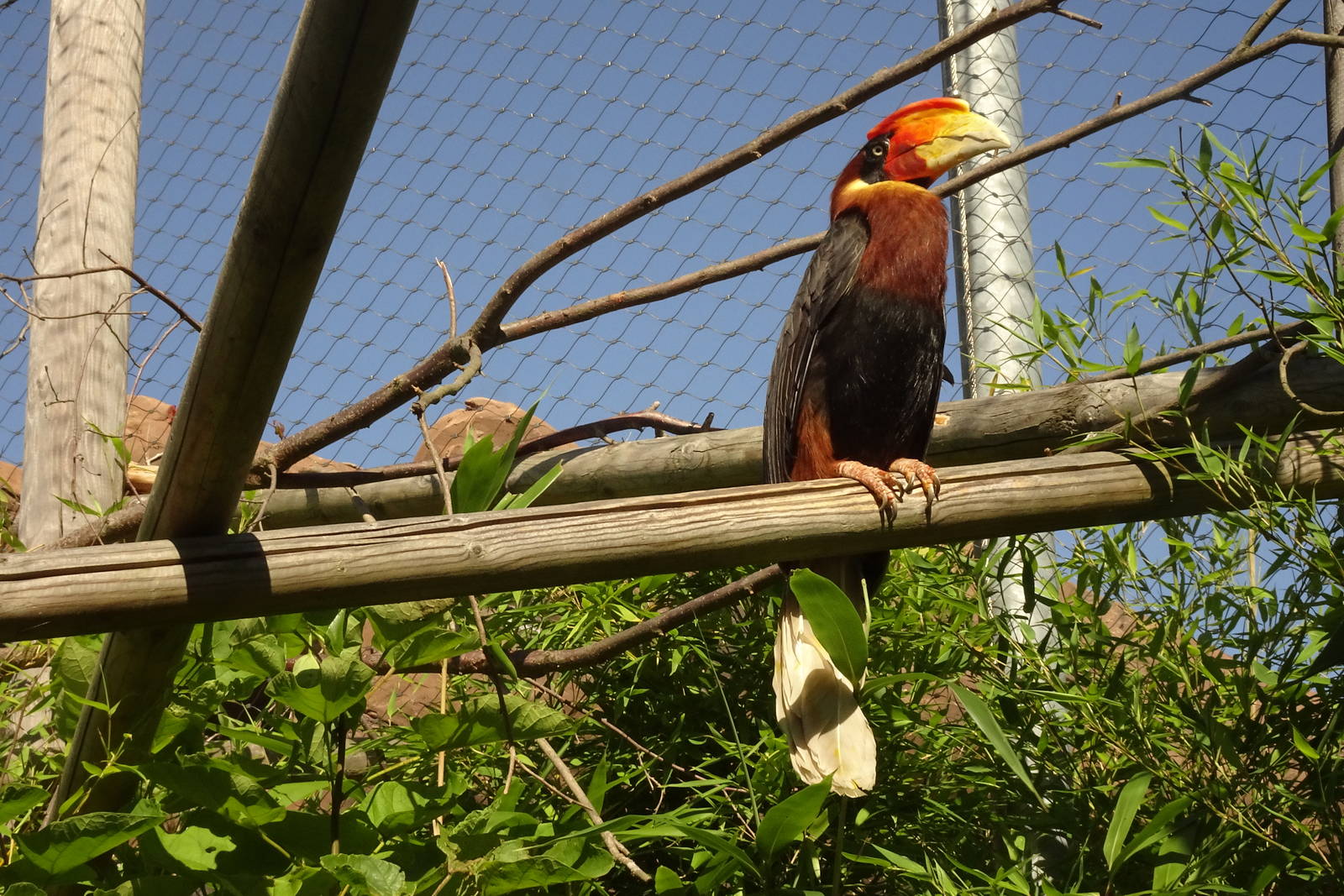Rufous hornbill, September 2016