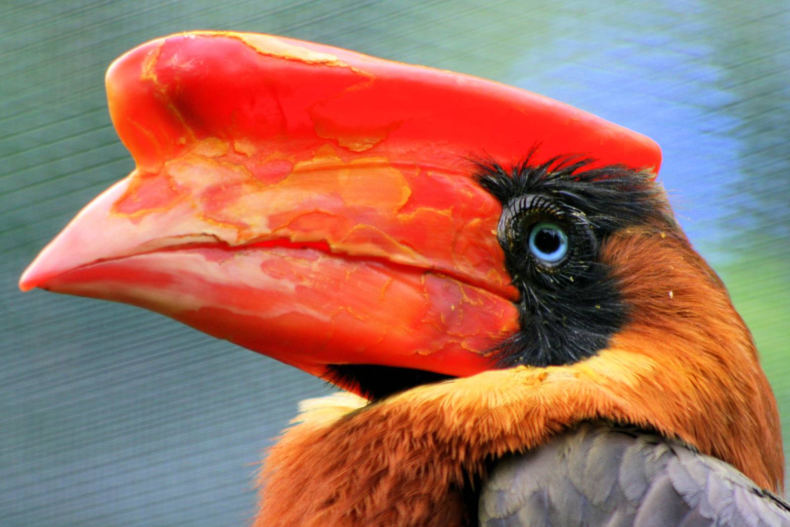 Rufous hornbill; Walsrode; 23rd June 2013