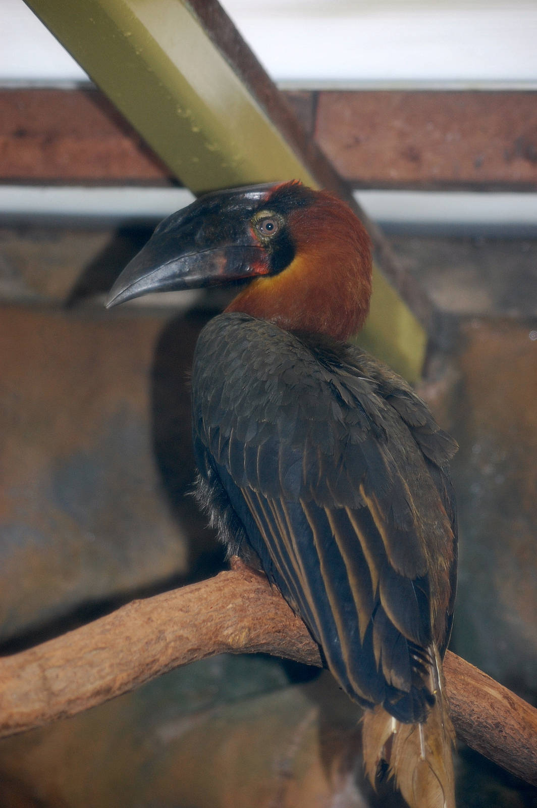 Rufous Hornbill