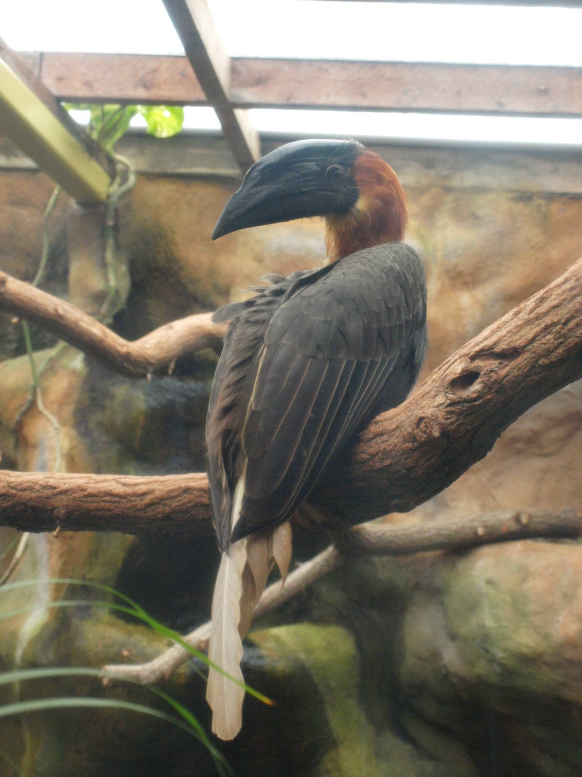 Rufous Hornbill