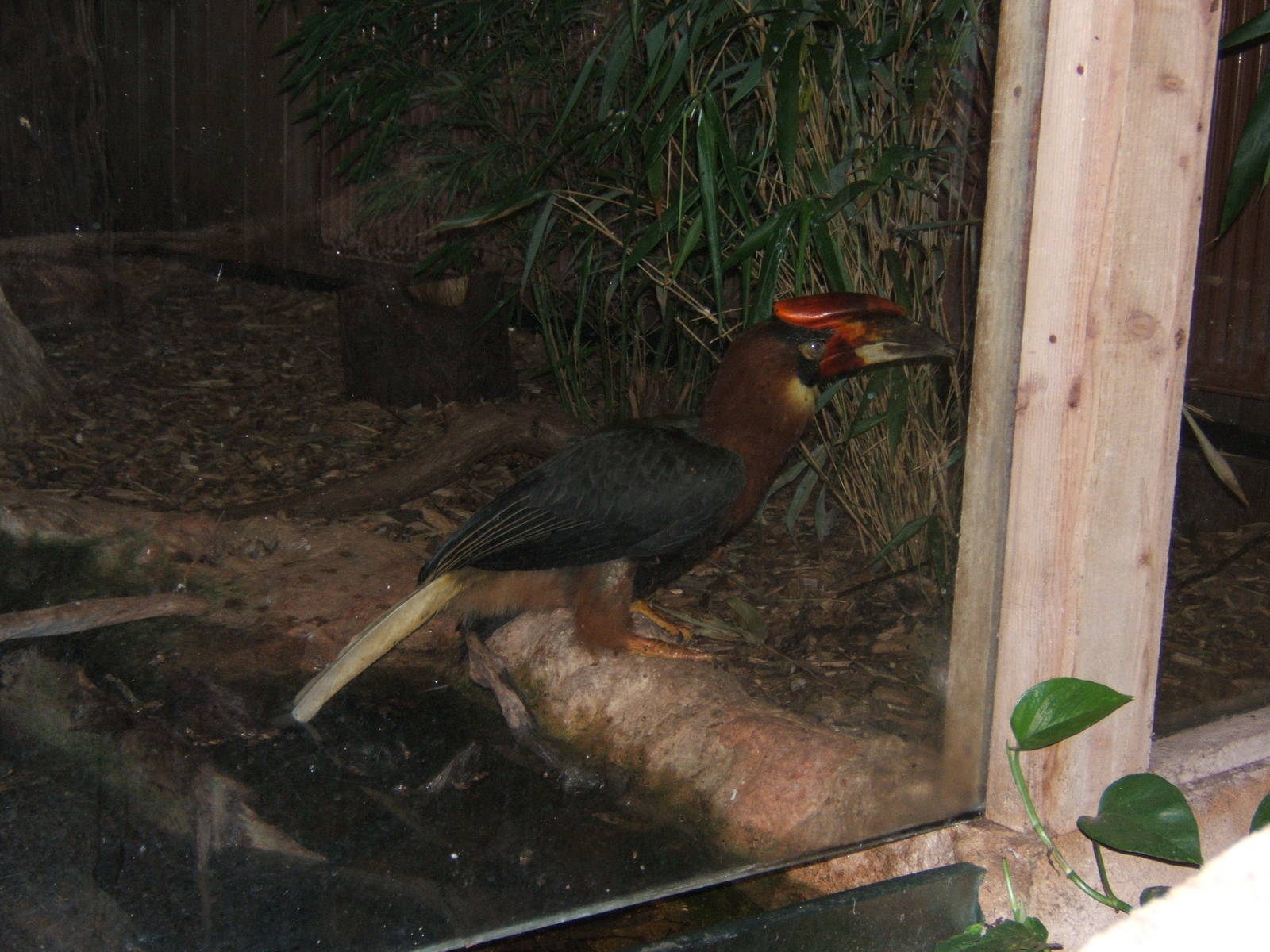 Rufous Hornbill