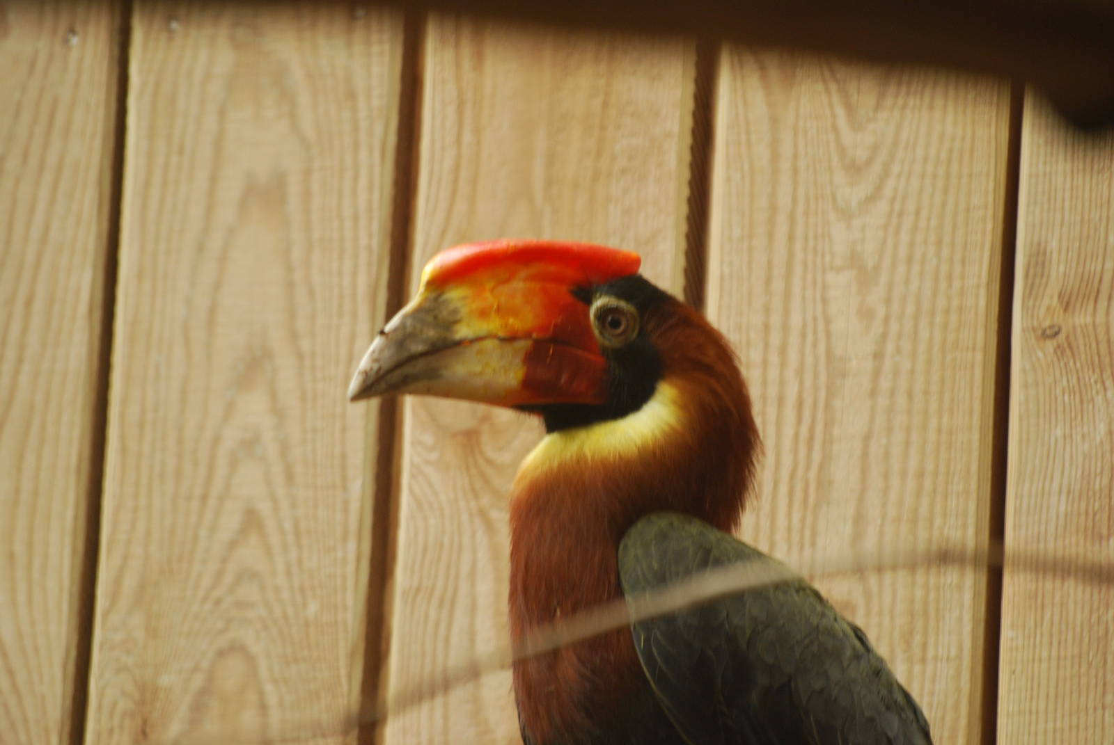 Rufous hornbill