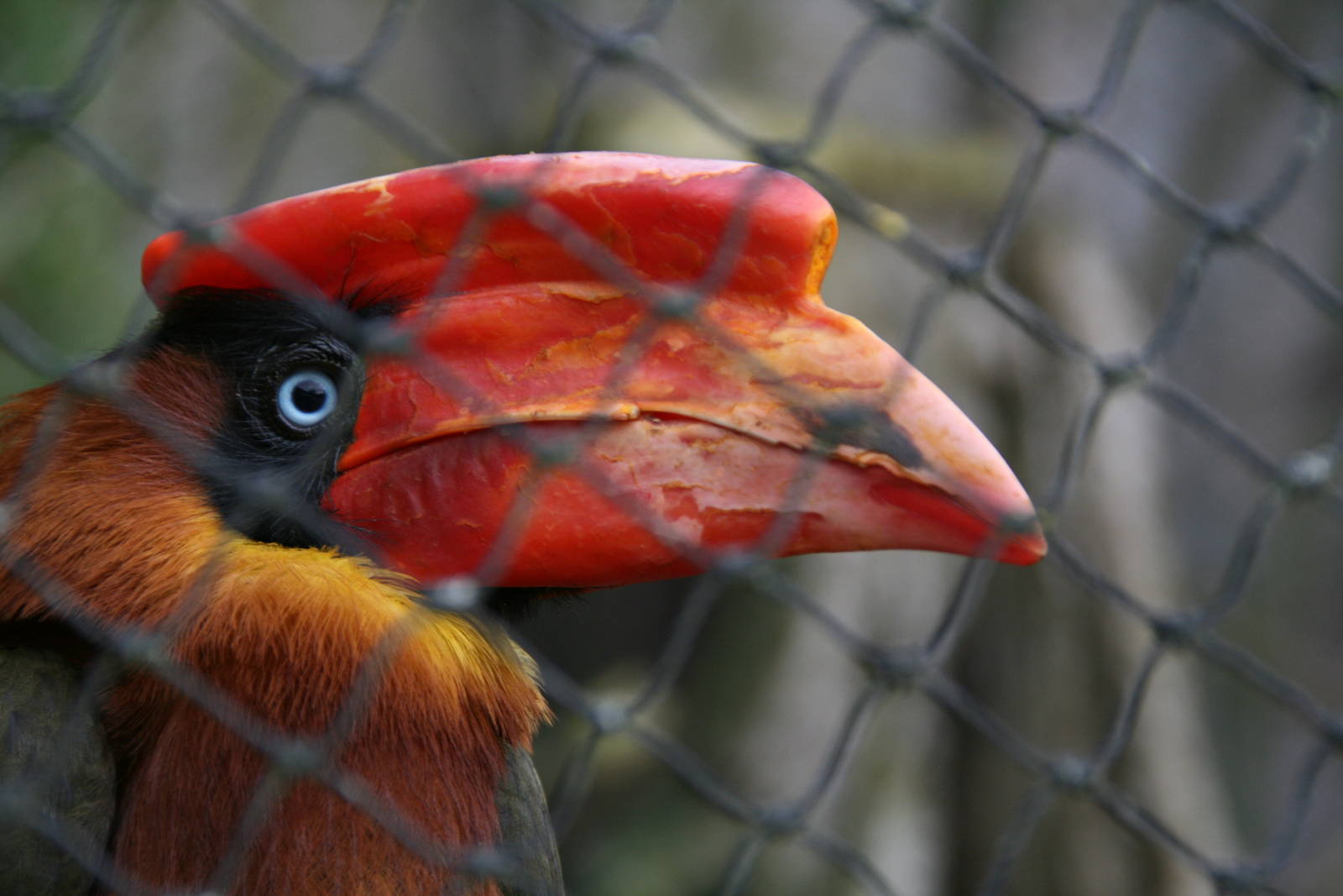 Rufous Hornbill