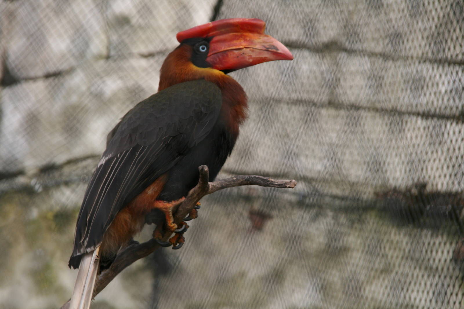 Rufous Hornbill