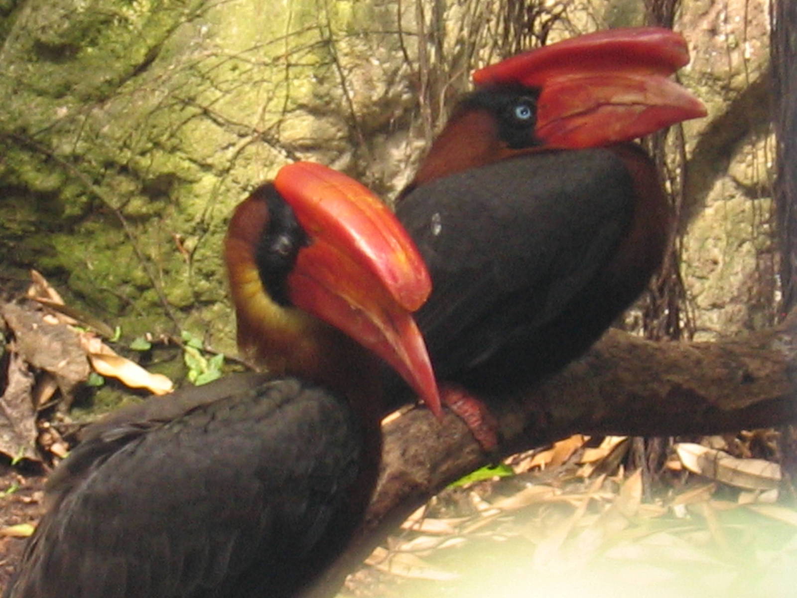 Rufous Hornbill
