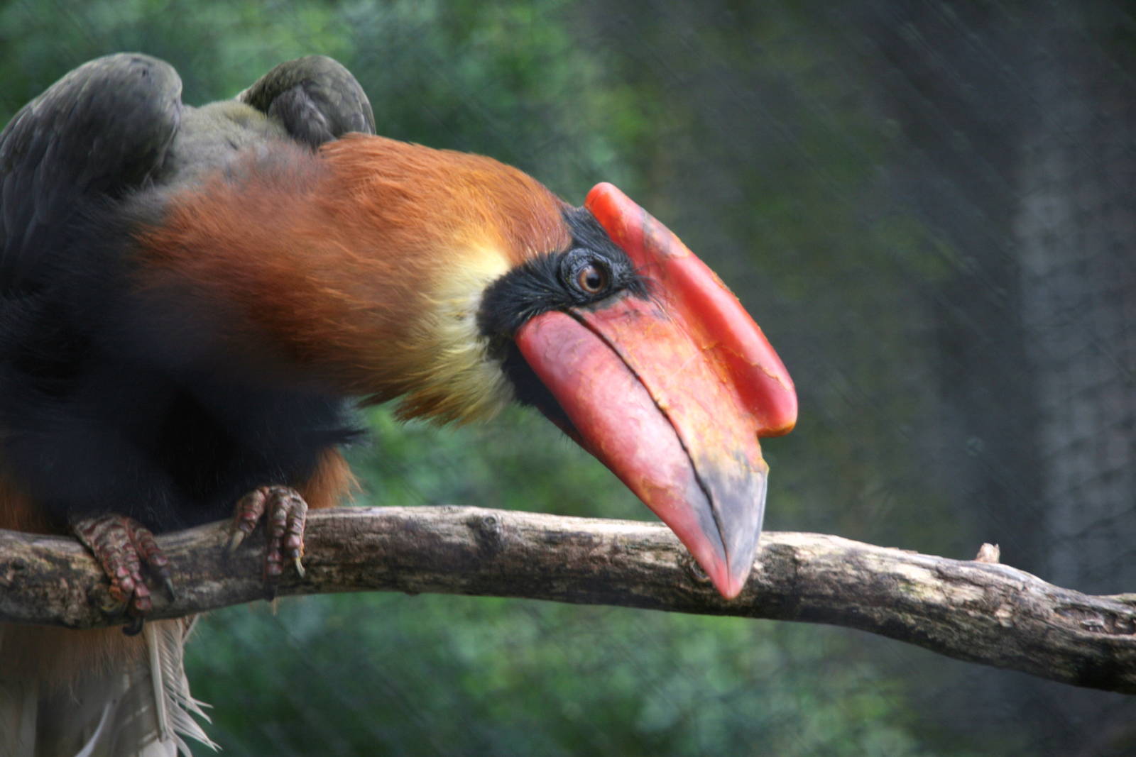 Rufous Hornbill