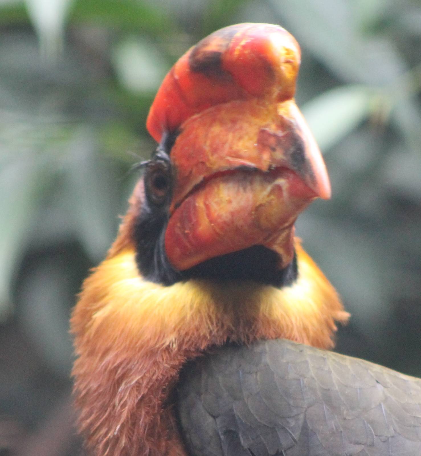 Rufous hornbill