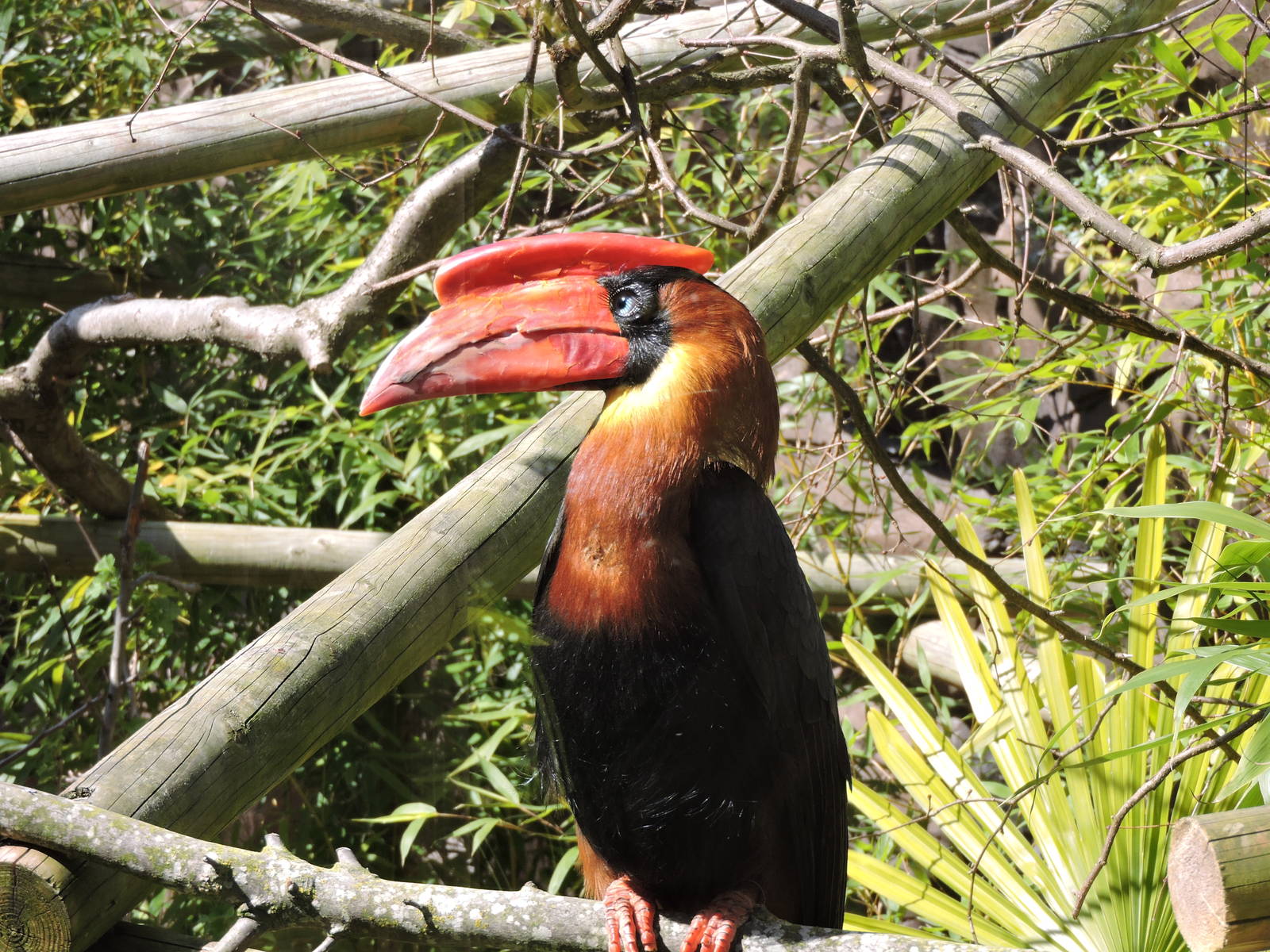Rufous Hornbill
