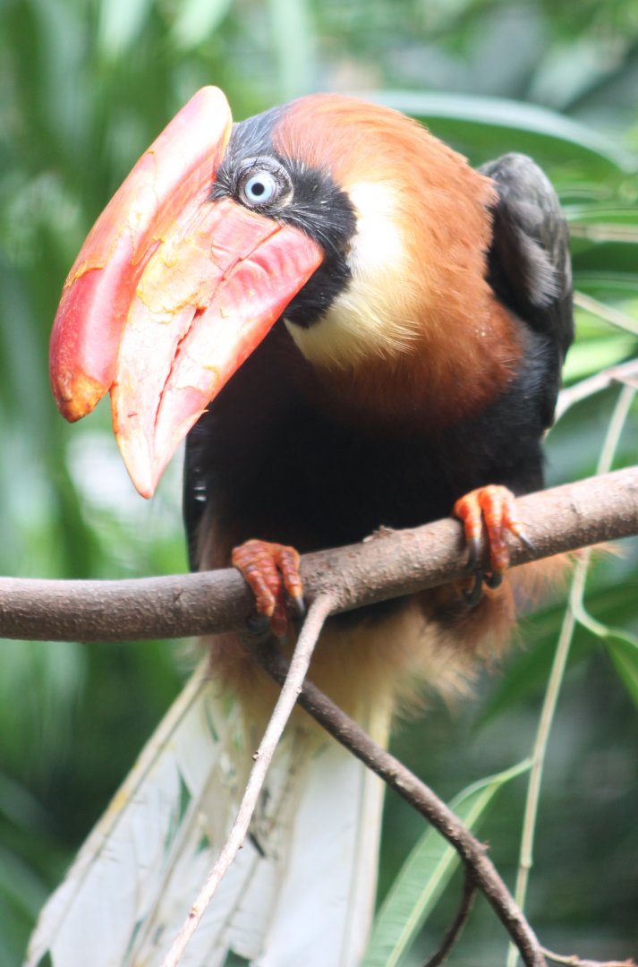 Rufous hornbill