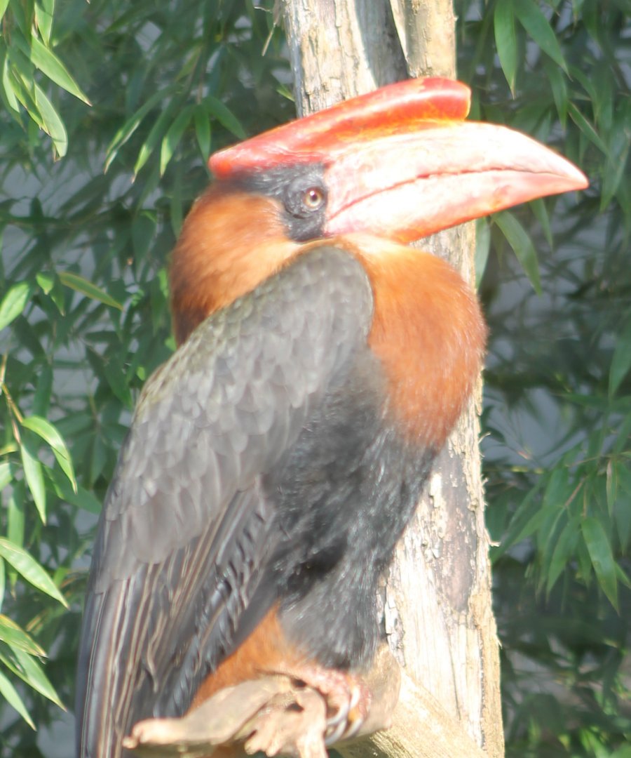 Rufous hornbill