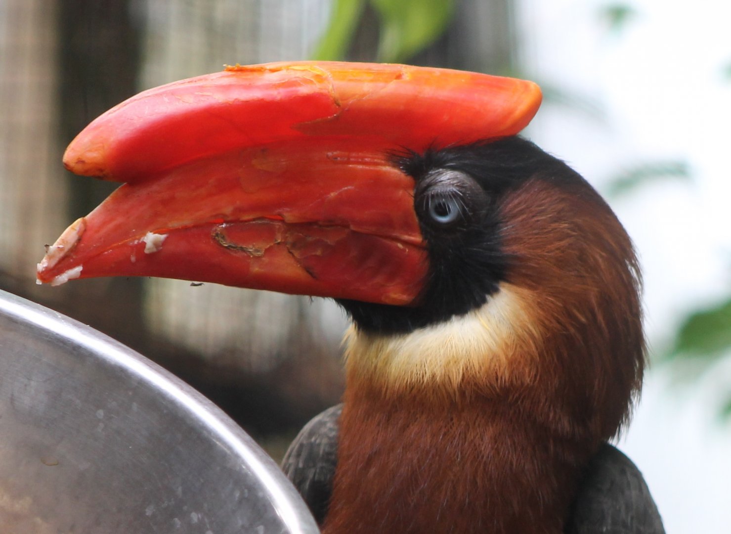 Rufous hornbill
