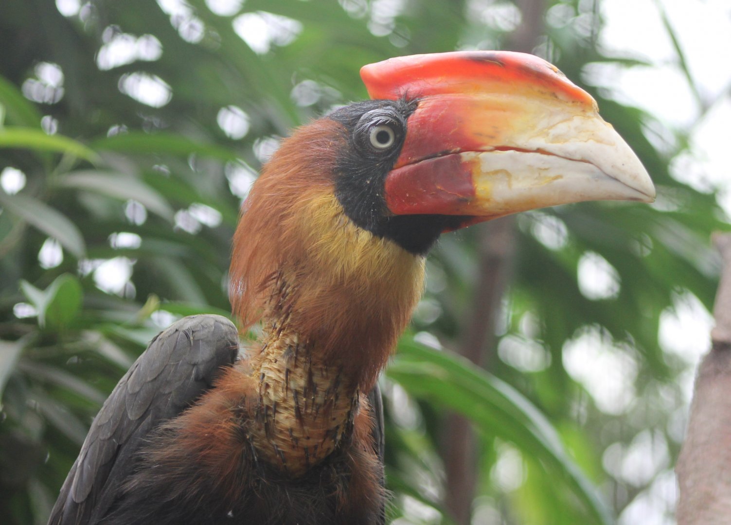 Rufous hornbill