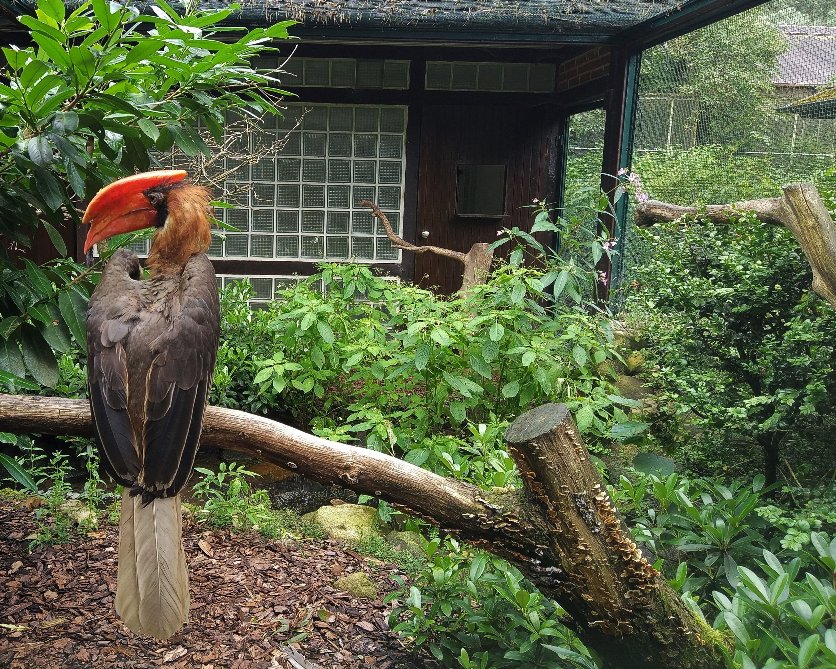 Rufous Hornbill