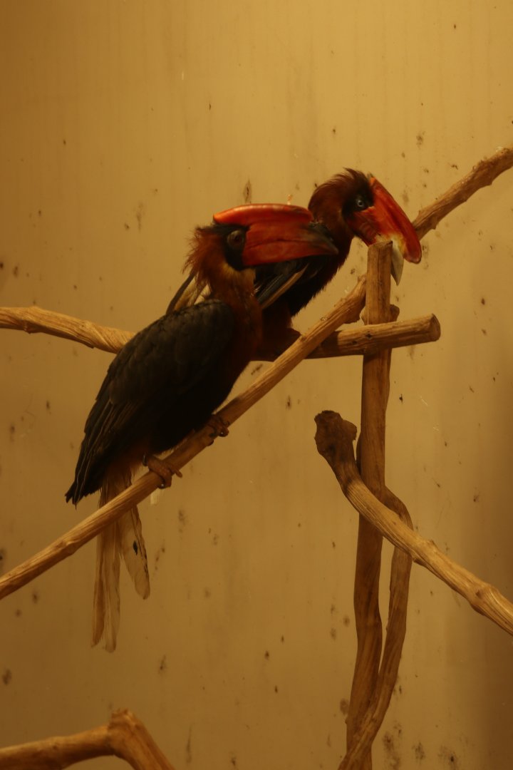 Rufous Hornbill