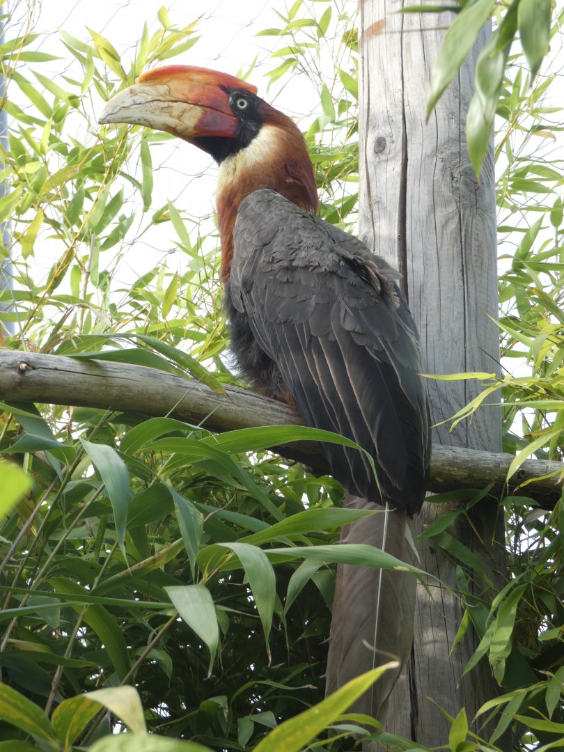 Rufous Hornbill