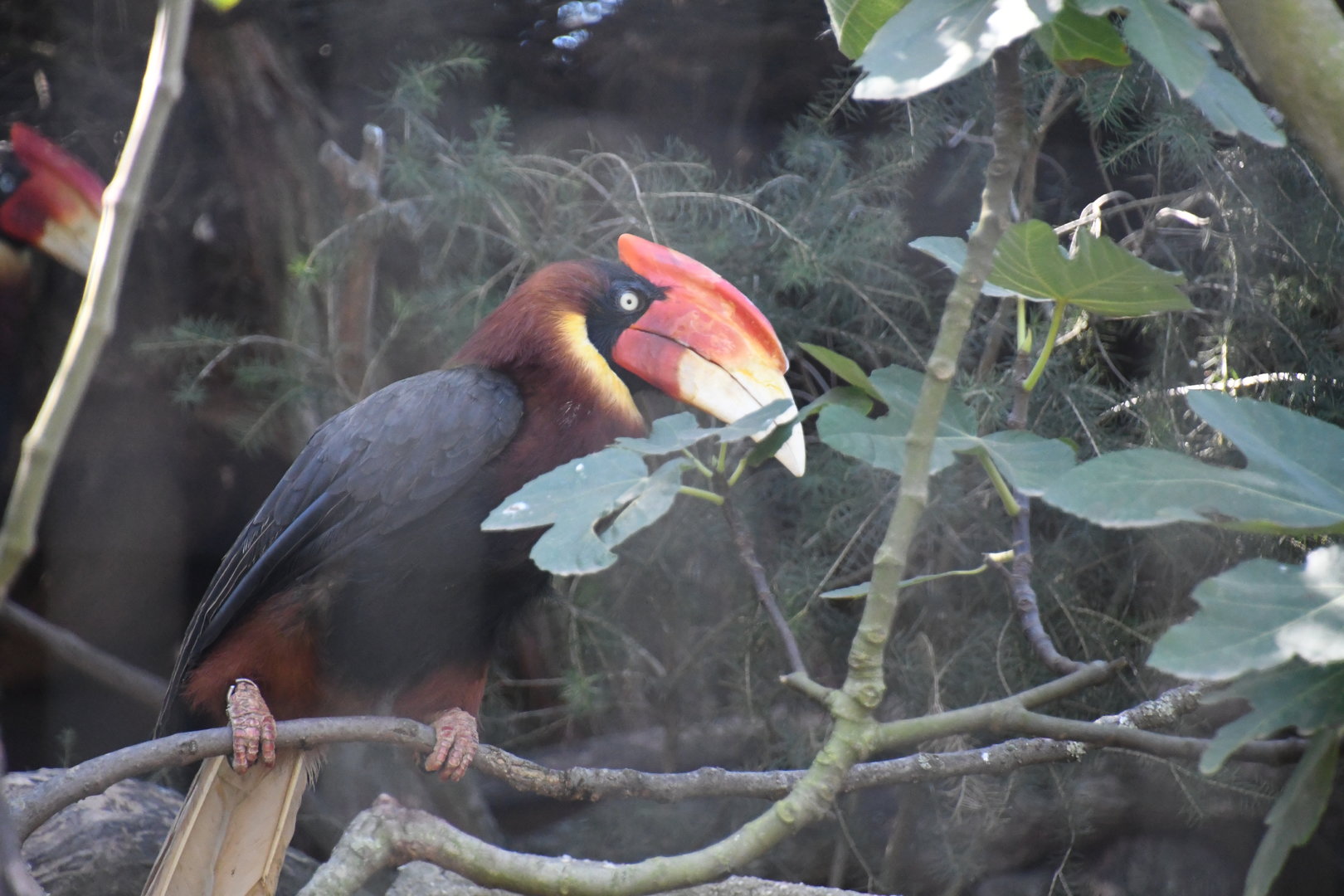 Rufous Hornbill