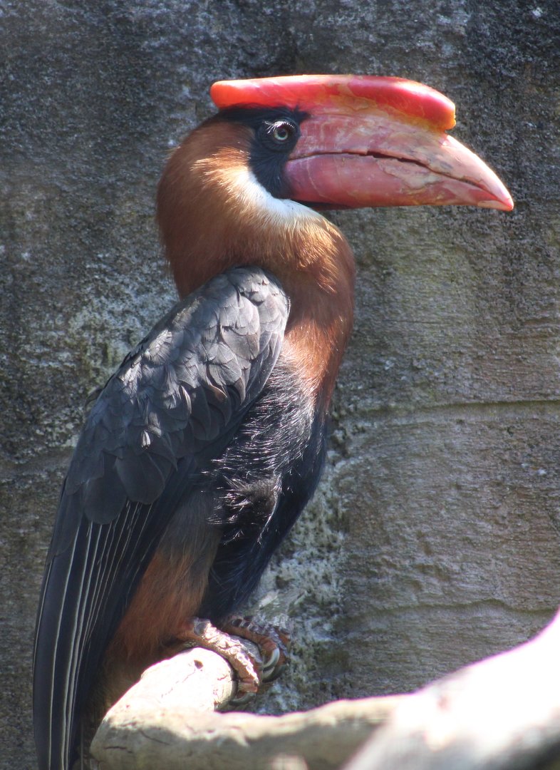 Rufous hornbill