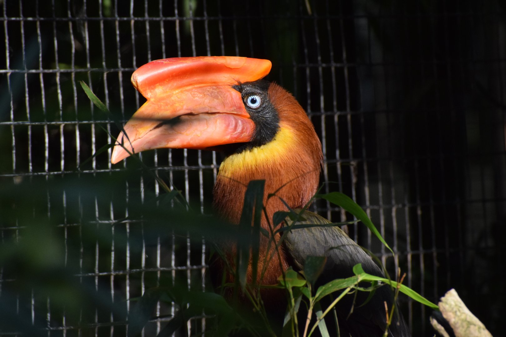 Rufous hornbill