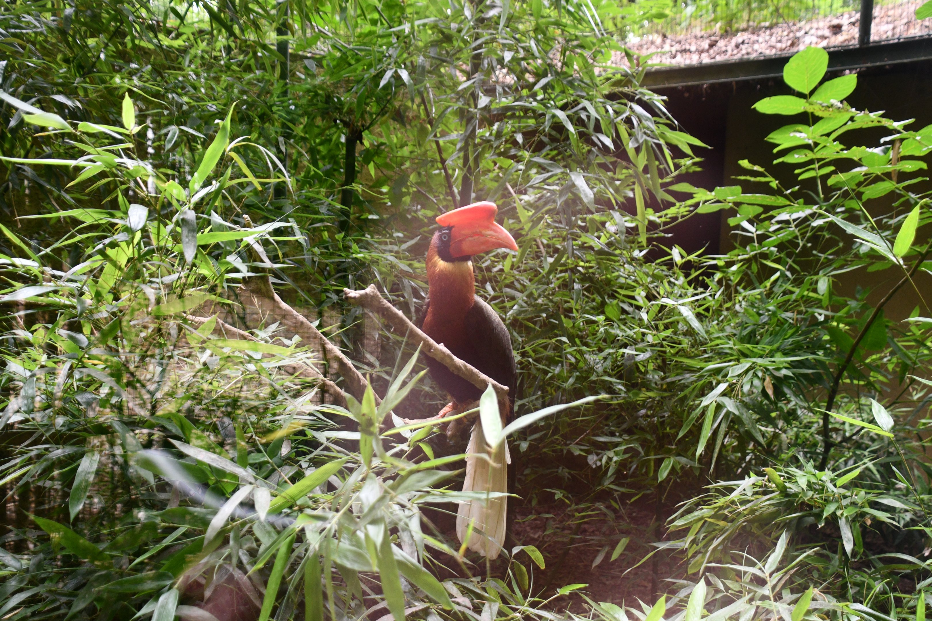 Rufous Hornbill