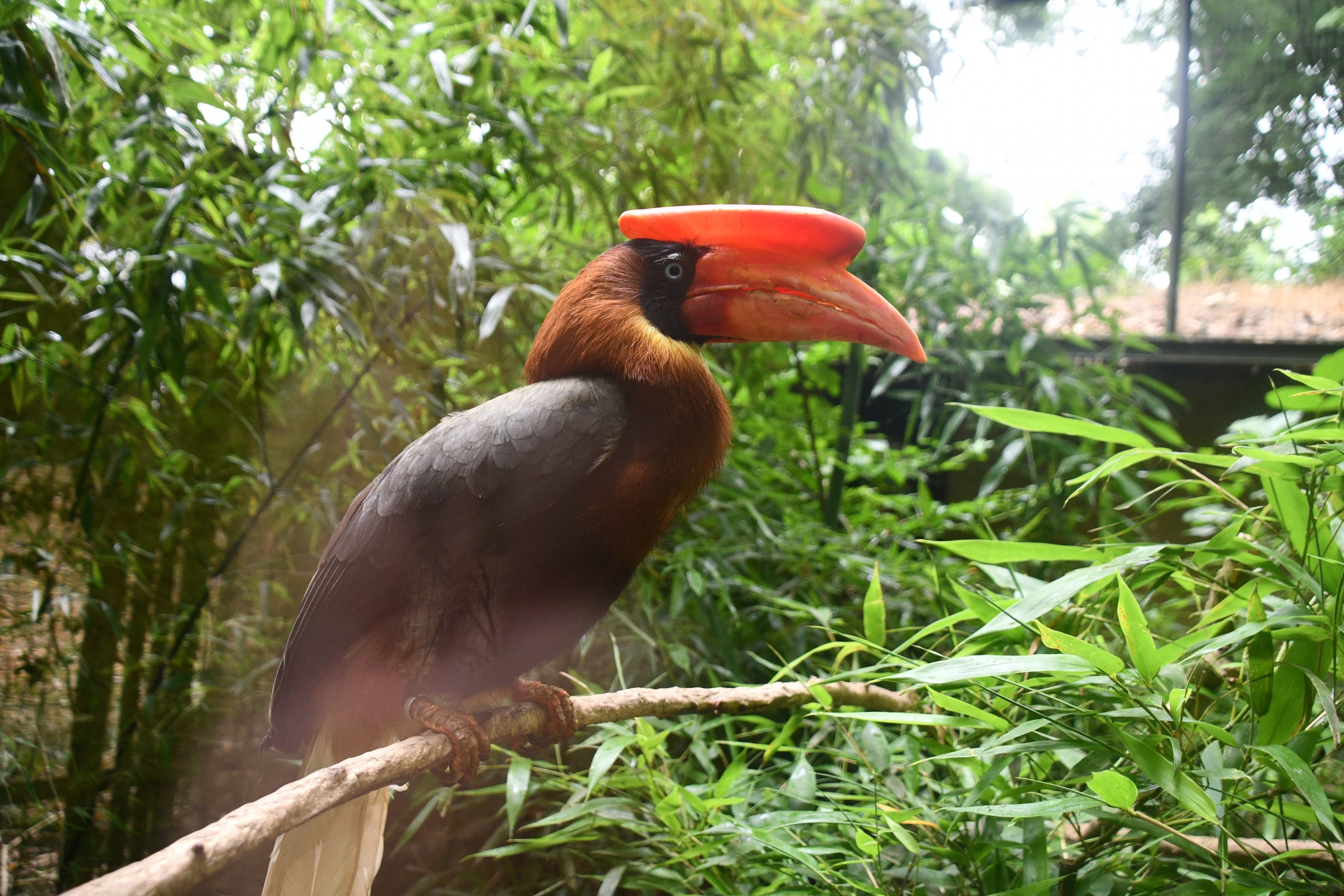 Rufous Hornbill