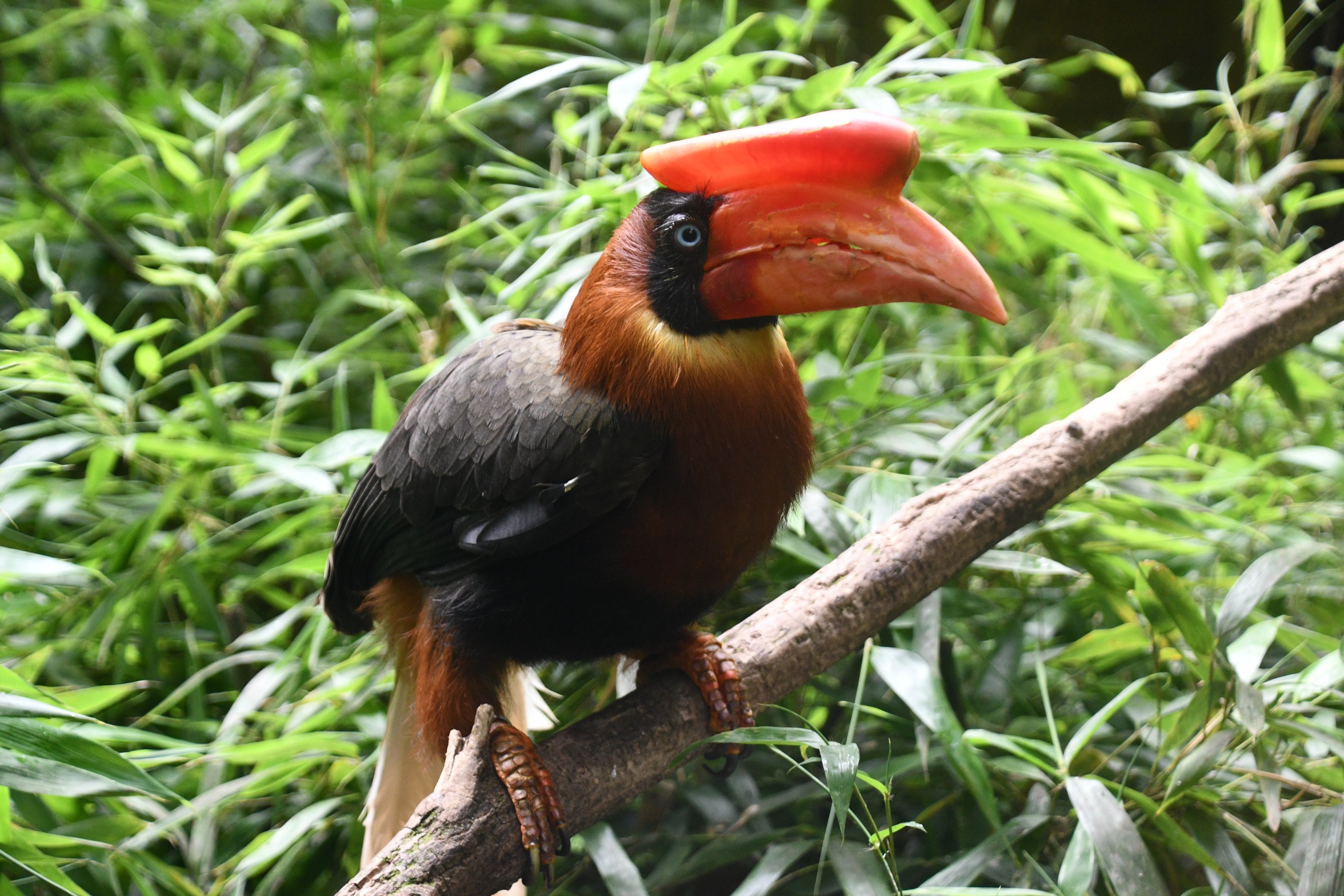 Rufous Hornbill