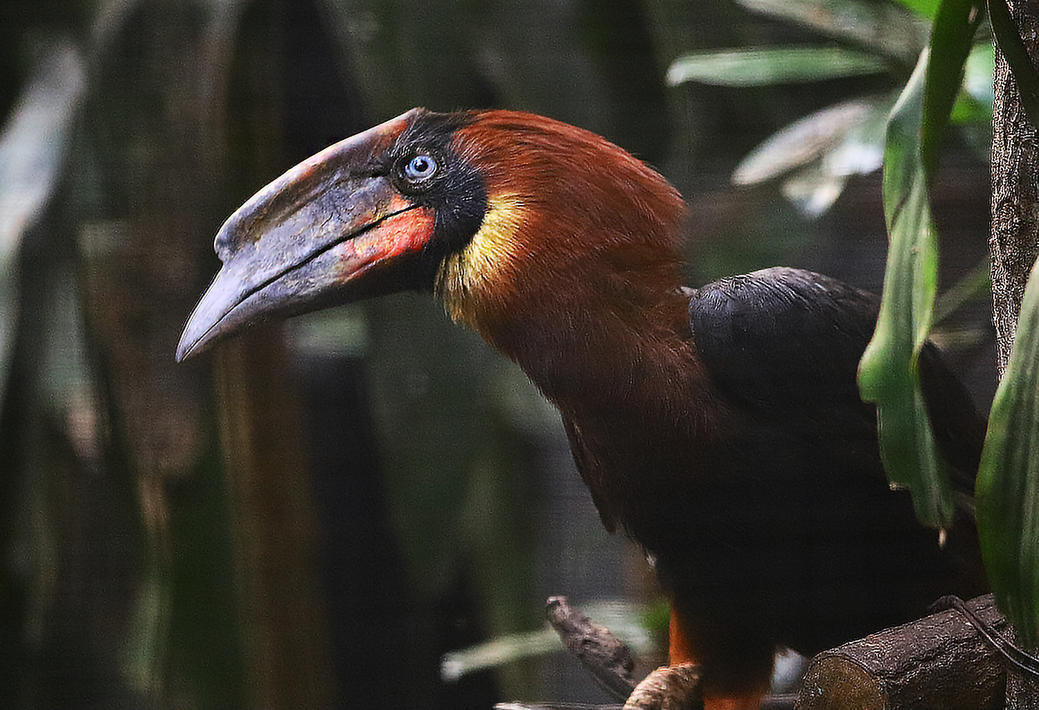 Rufous hornbill