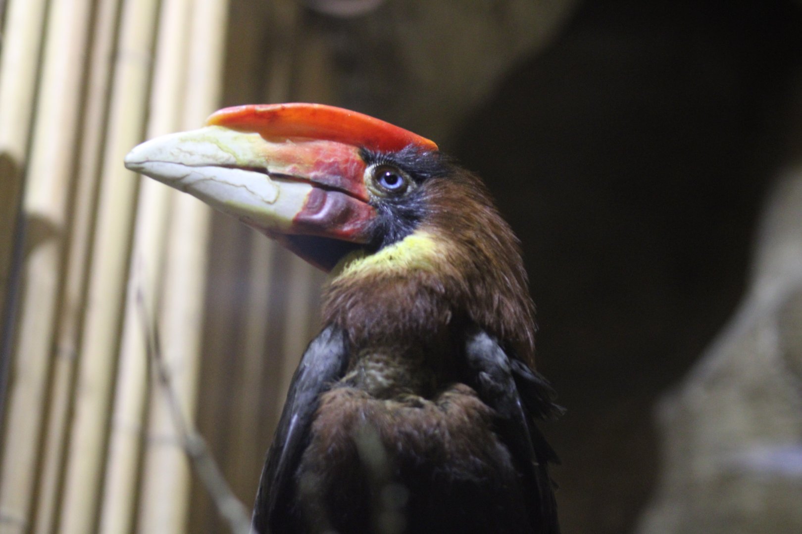 Rufous Hornbill