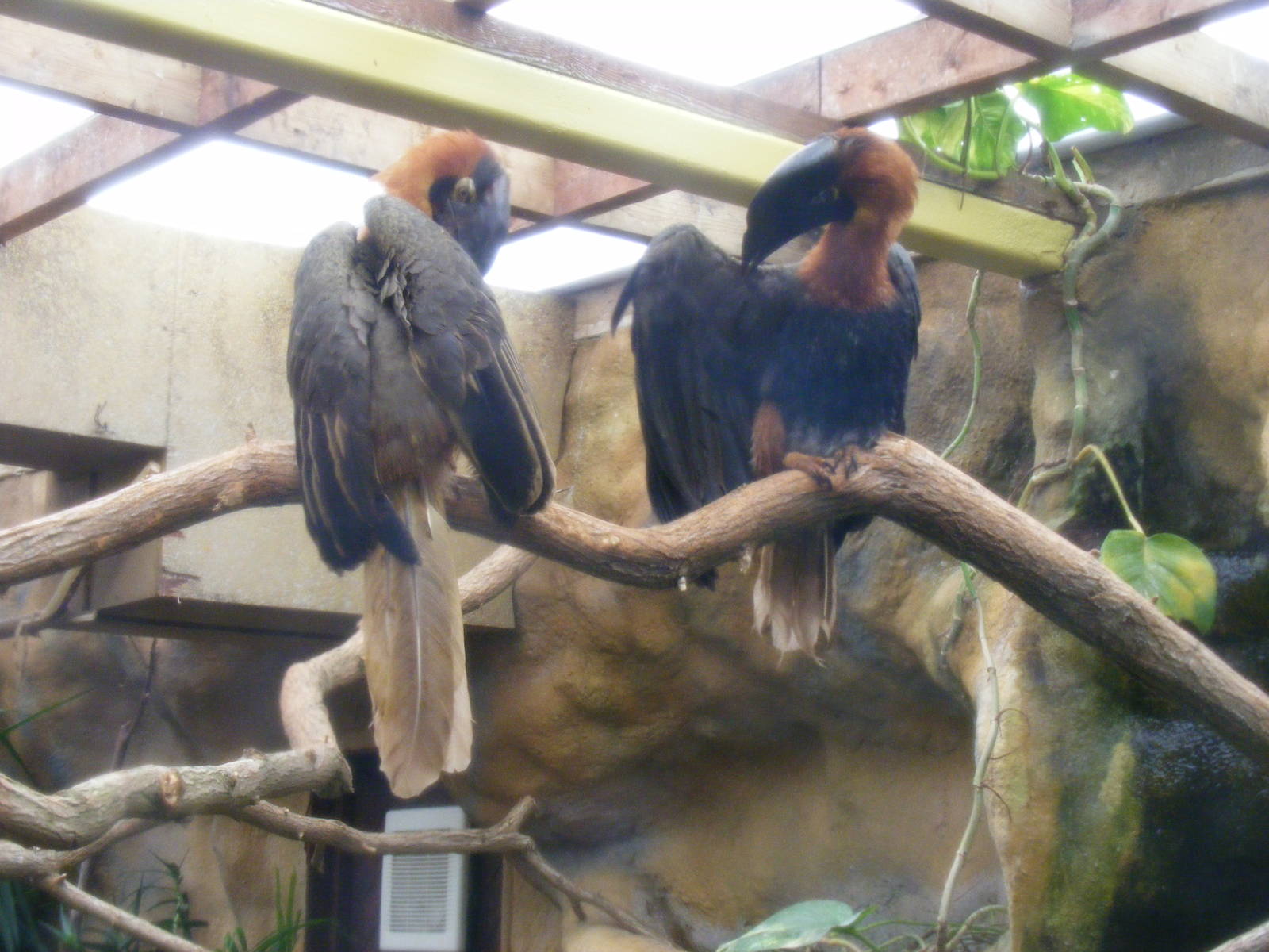 Rufous hornbills at Colchester Zoo, 17 September 2010