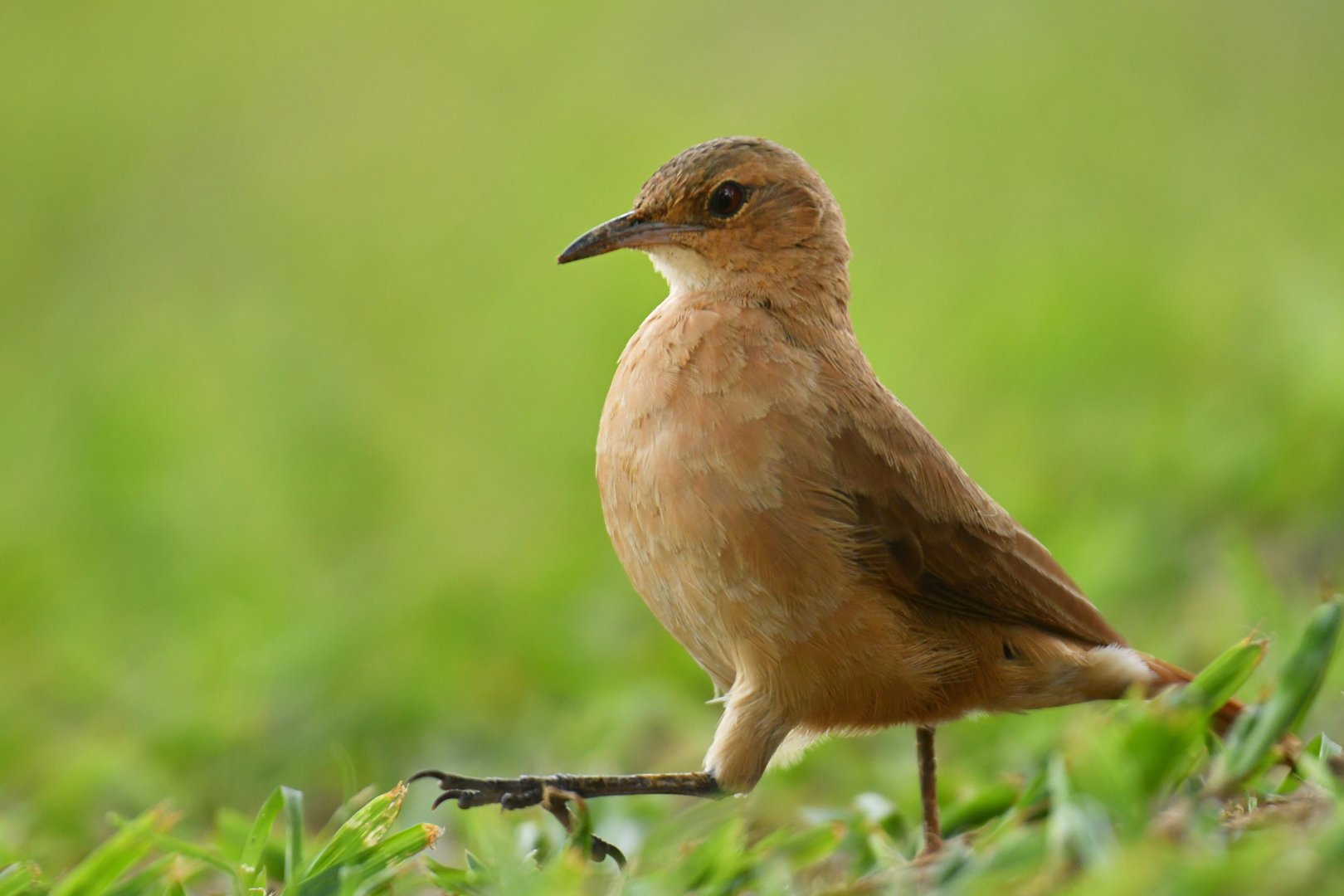 Rufous Hornero (Furnarius rufus)