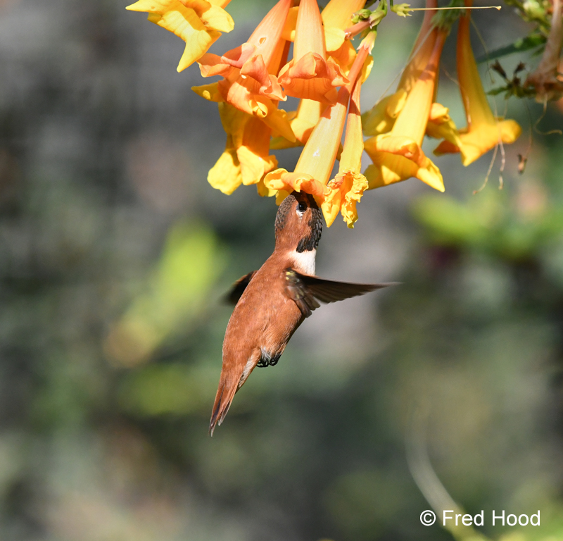 rufous hummingbird (hummingbird aviary)
