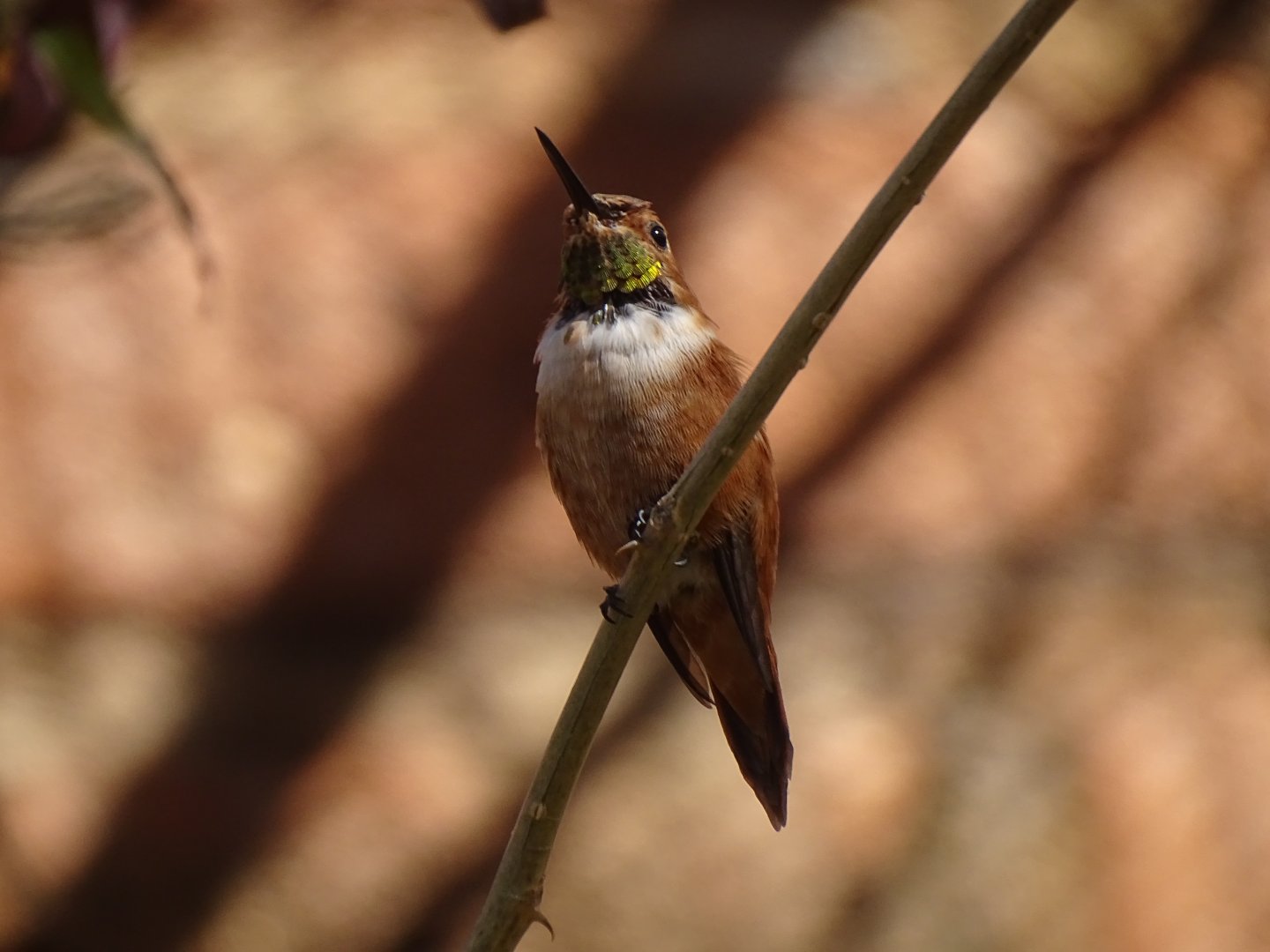 Rufous hummingbird (Selasphorus rufus)