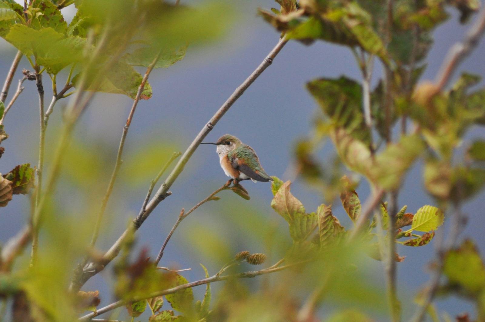 Rufous Hummingbird - Washington